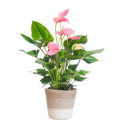 Anthurium andreanum | Roze flamingoplant | 55cm | incl. witte mand | 17cm