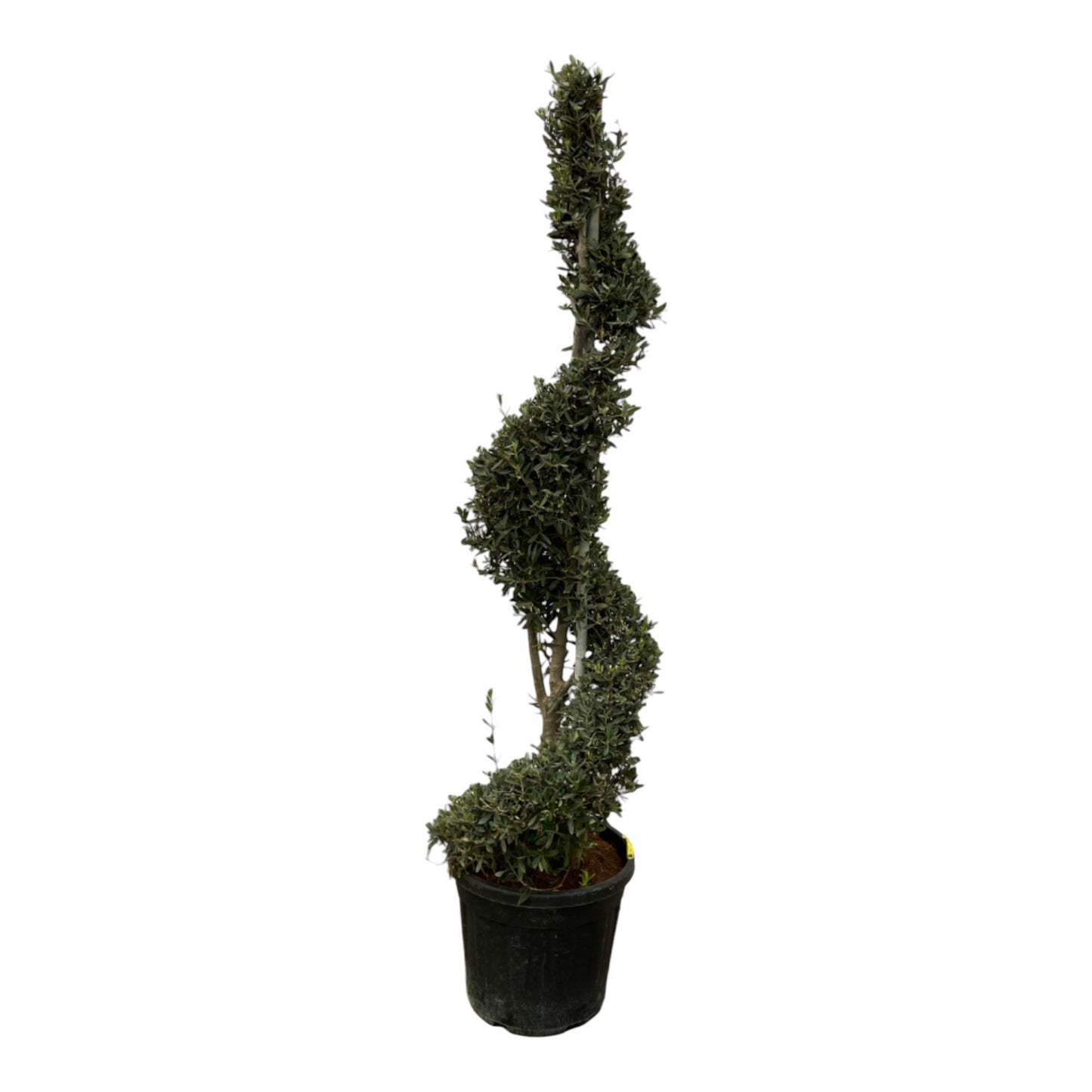 Olea Europaea | Spiraalvormige olijfboom | 230cm | P50