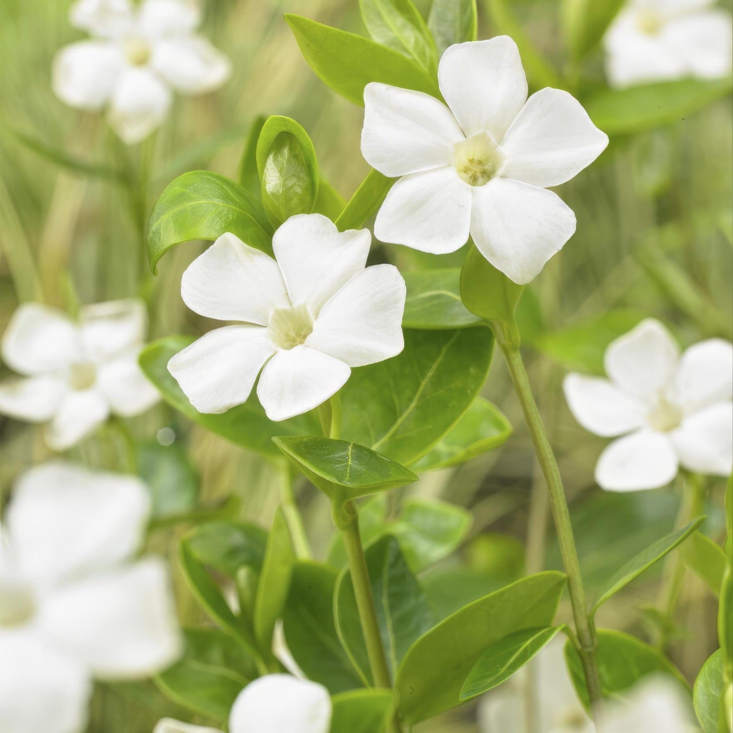 Vinca minor 'Alba' - ↕10-25cm - Ø9cm.