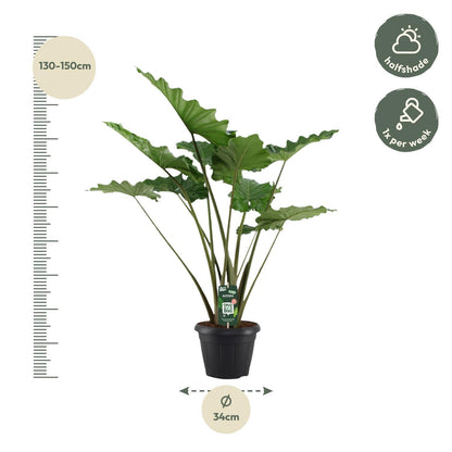 Alocasia Portodora | Portodora olifantsoor | 140cm | P34