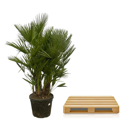 Chamaerops Humilis | Meestammige zeepalm | 180cm | P45