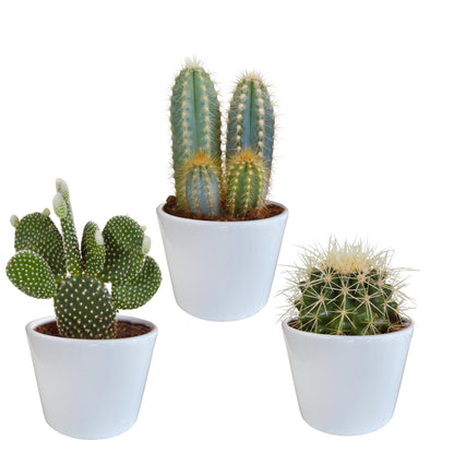 Cactus mix | 3 soorten | 15-25cm