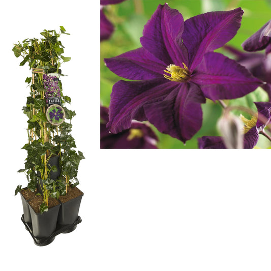 1 M. Privacy Mix Hedera + Clematis 'Romantika' +label - Ø17cm - ↕90cm