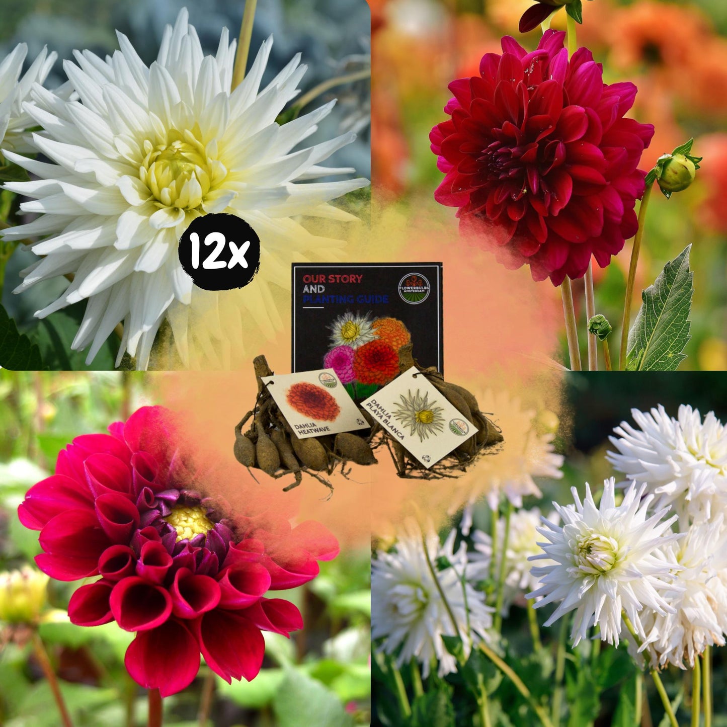 Dahlia Playa Blanca & Dahlia Heatwave | Witte en rode bloembollen | Mix romantic beauties