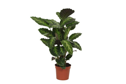 Calathea Misto | Pauwplant | 40cm | P12