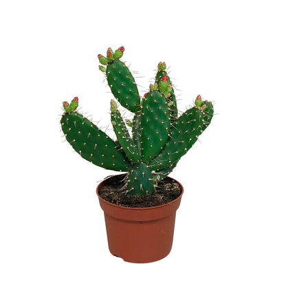 Cactus Opuntia quitensis | Quitocactus | 25-30cm | P12