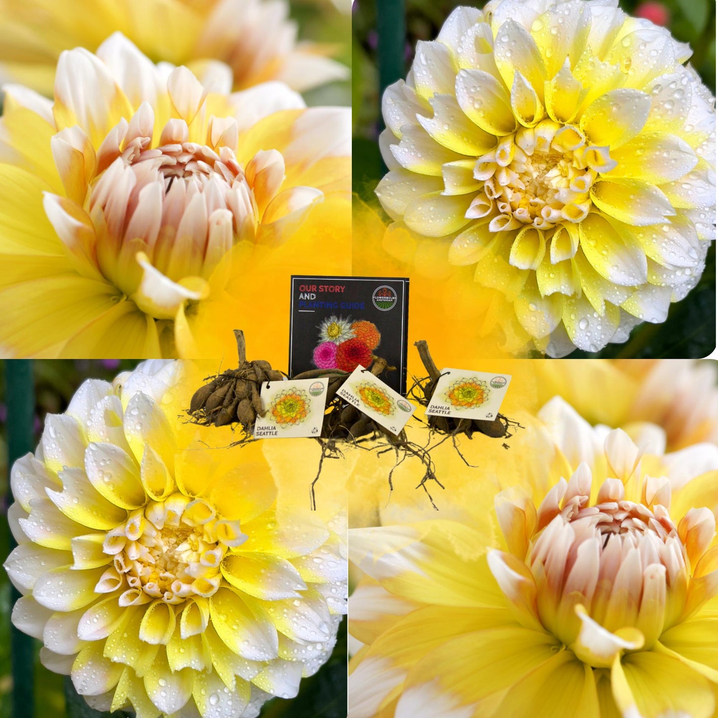 Dahlia Seattle | Geel witte bloembollen | Grootbloemige uitstraling