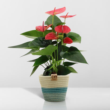 Anthurium Andreanum Sweet Dream | Roze flamingoplant | 45cm