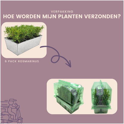 6x | Rosmarinus officinalis | Rozemarijnplanten in deco bakje  | 15cm
