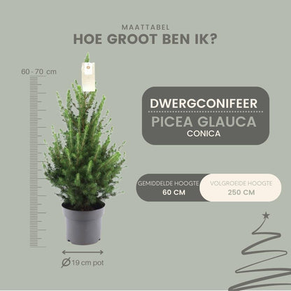 Picea Glauca Conica | Kleine kerstboom | 70cm | P19 | zonder pot