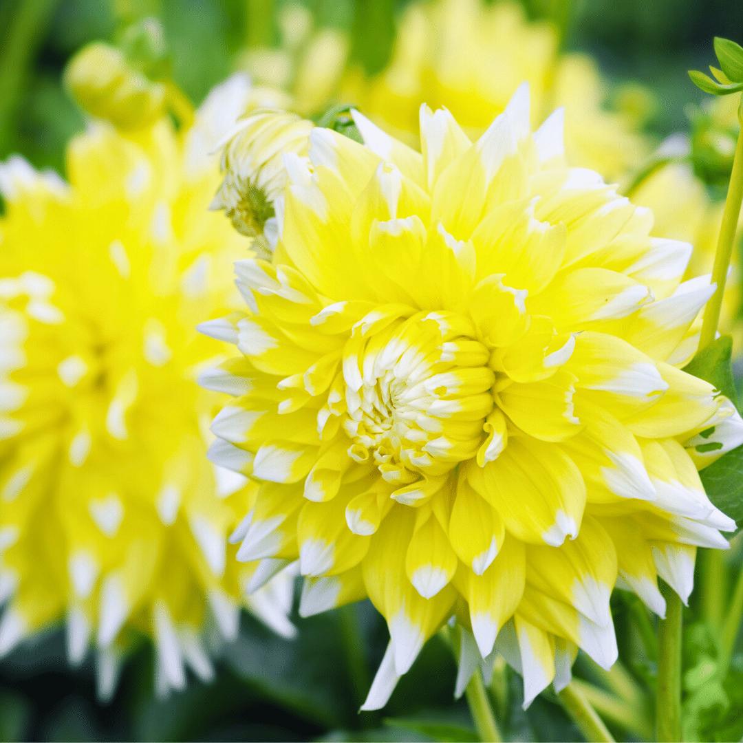 Dahlia Seattle | Geel witte bloembollen | Grootbloemige uitstraling