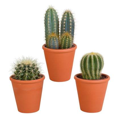 Cactus mix | 3 soorten | verschillende hoogtes