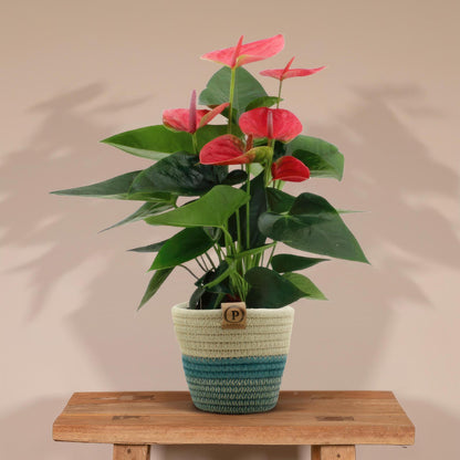 Anthurium Andreanum Sweet Dream | Roze flamingoplant | 45cm