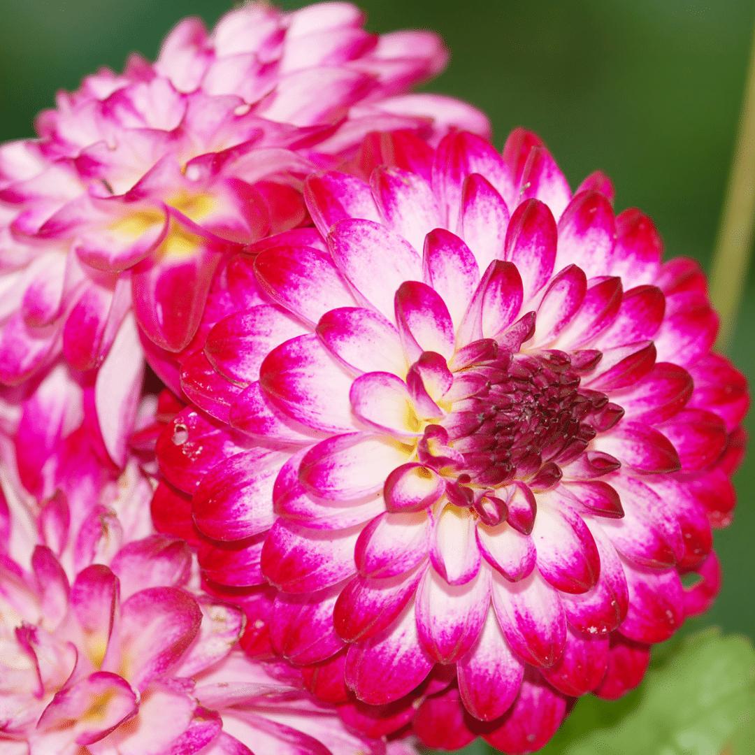 Dahlia Little Robert | Pompom bloembollen  | Roze ronde en opgekrulde bloemblaadjes