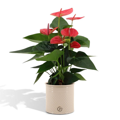 Anthurium Andreanum Sweet Dream | Roze flamingoplant | 45cm