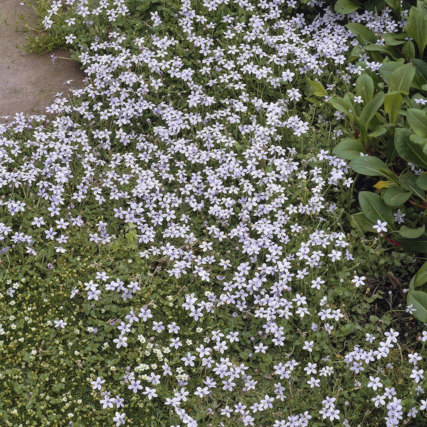 Isotoma fluviatilis - ↕25cm - Ø9cm.