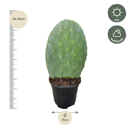 Cactus Opuntia | Vijgcactus | 35-45cm | P17
