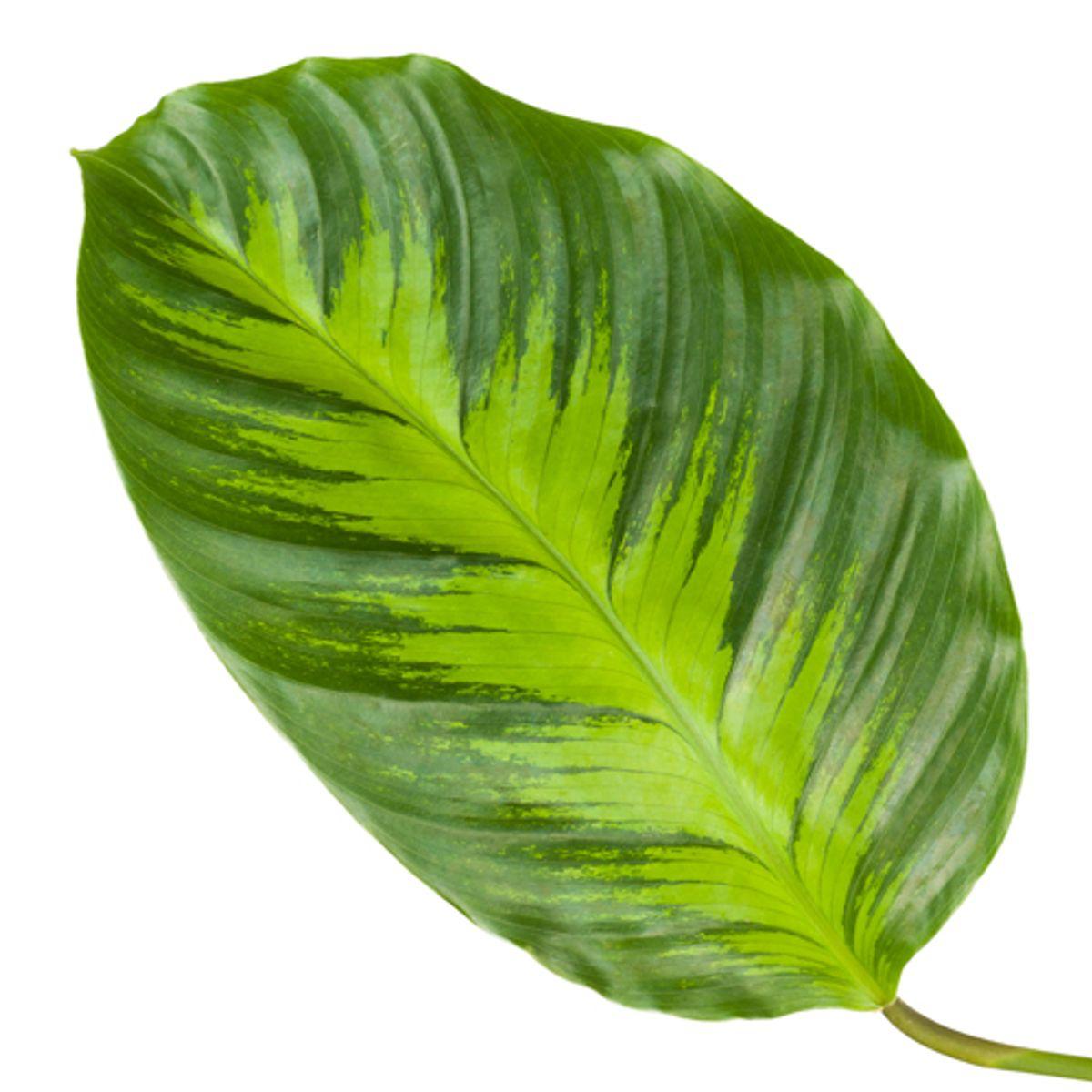 Calathea Misto | Pauwplant | 40cm | P12
