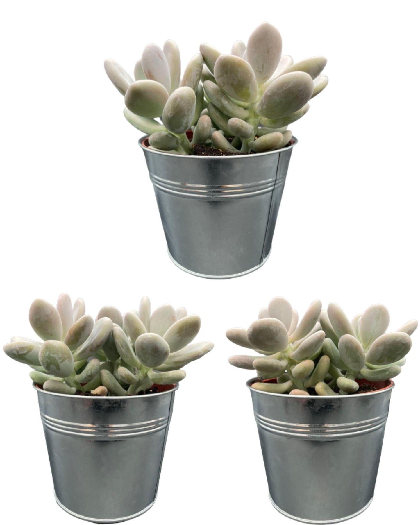 3x | Succulenten Pachyphytum Oviferum | Maansteenplant | 15-20cm