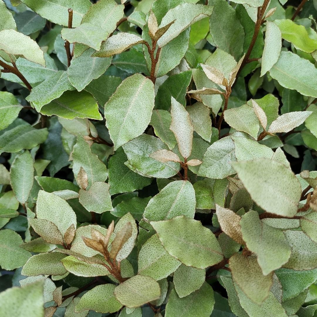 25x | Elaeagnus ebbingei 'Compacta' | Grote olijfwilg  | 10 strekkende meter haag | 100-125cm | 12L