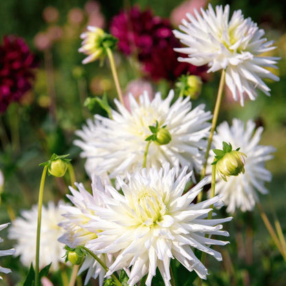 Dahlia Playa Blanca | Witte cactusvormige bloembollen