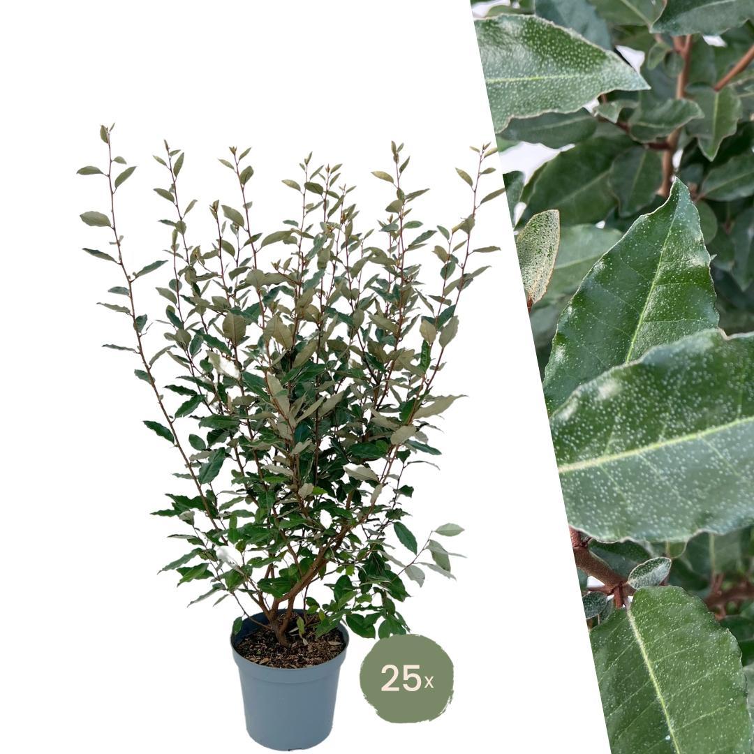 25x | Elaeagnus ebbingei 'Compacta' | Grote olijfwilg  | 10 strekkende meter haag | 100-125cm | 12L