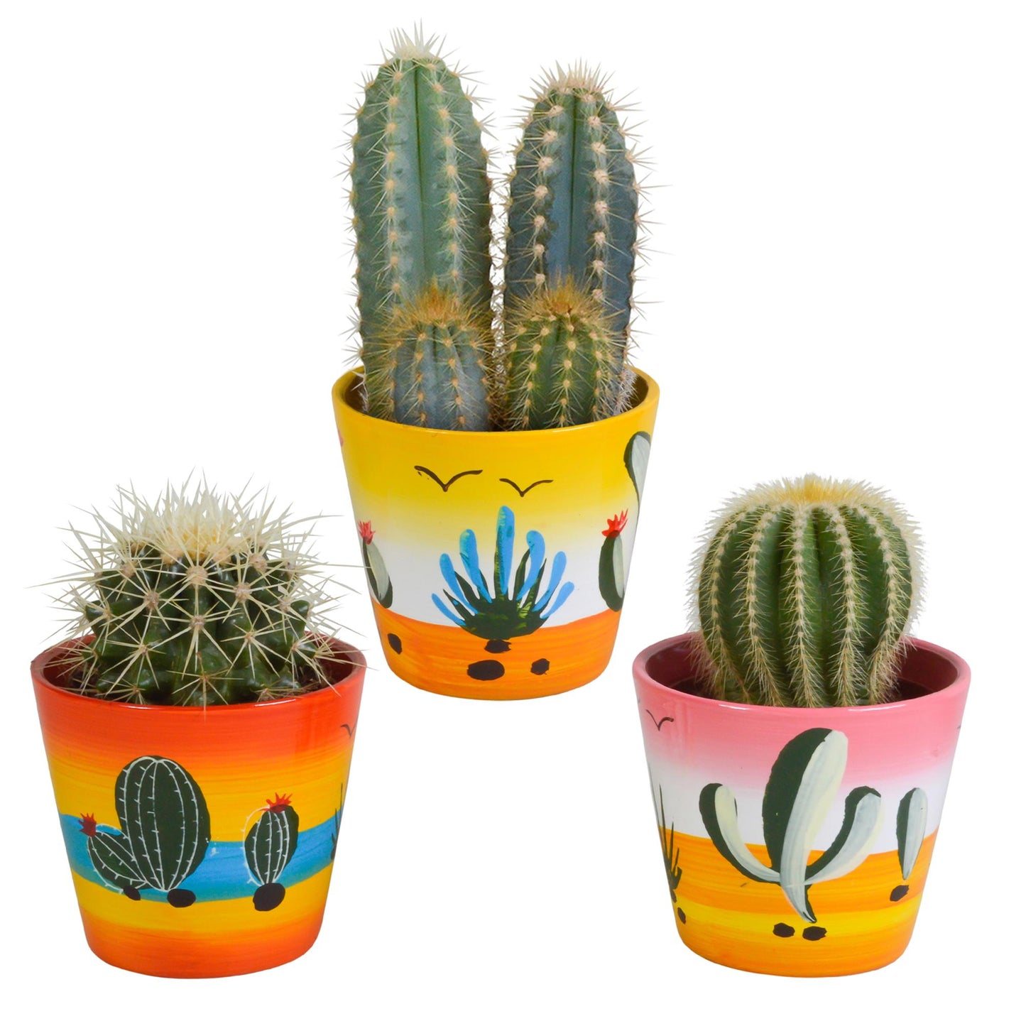 Cactus mix | 3 soorten | verschillende hoogtes