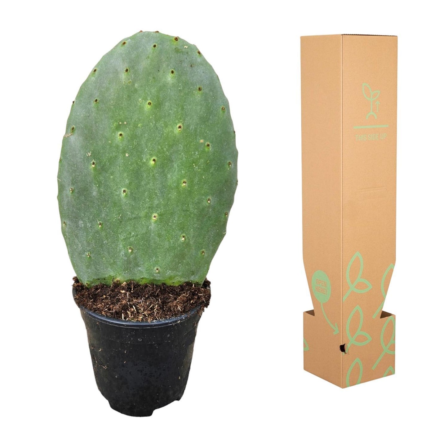 Cactus Opuntia | Vijgcactus | 35-45cm | P17