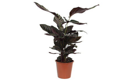 Calathea Sanderiana | Pauwplant | 80cm | P19