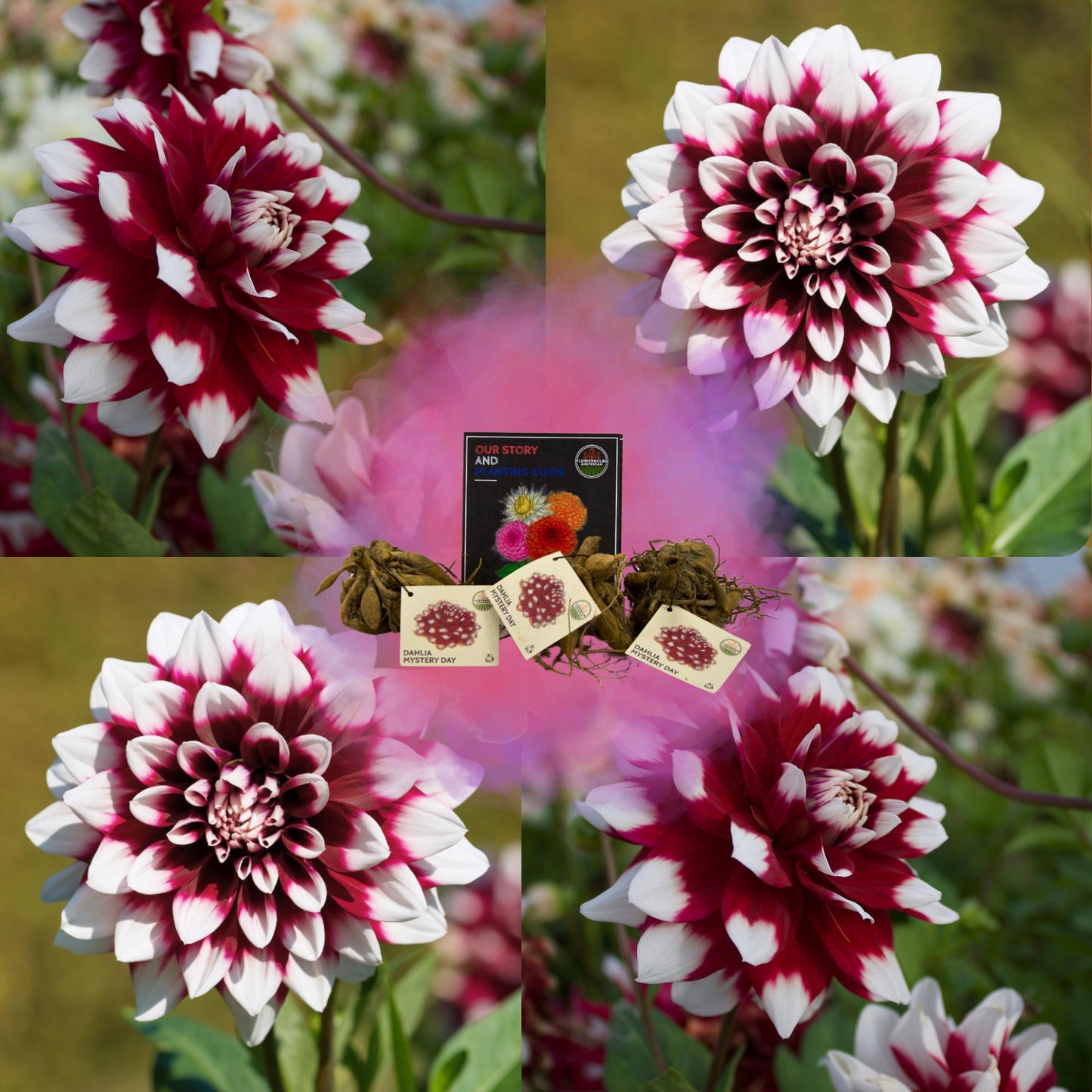 Dahlia Mystery Day | Wit rode bloembollen | Grootbloemige uitstraling