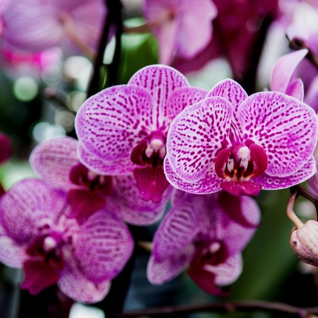 5L | Orchidee potgrond | Culvita