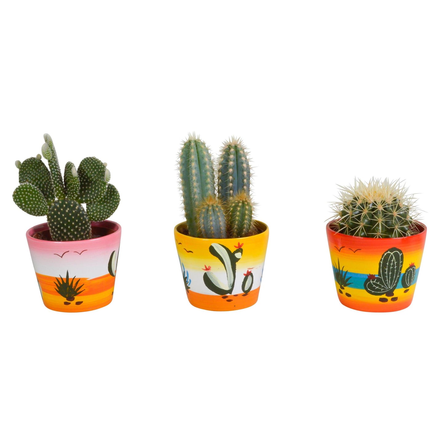 Cactus mix | 3 soorten | 15-25cm
