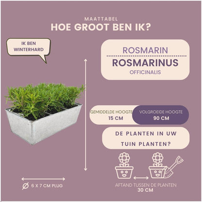 6x | Rosmarinus officinalis | Rozemarijnplanten in deco bakje  | 15cm
