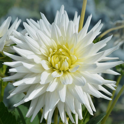 Dahlia Playa Blanca | Witte cactusvormige bloembollen