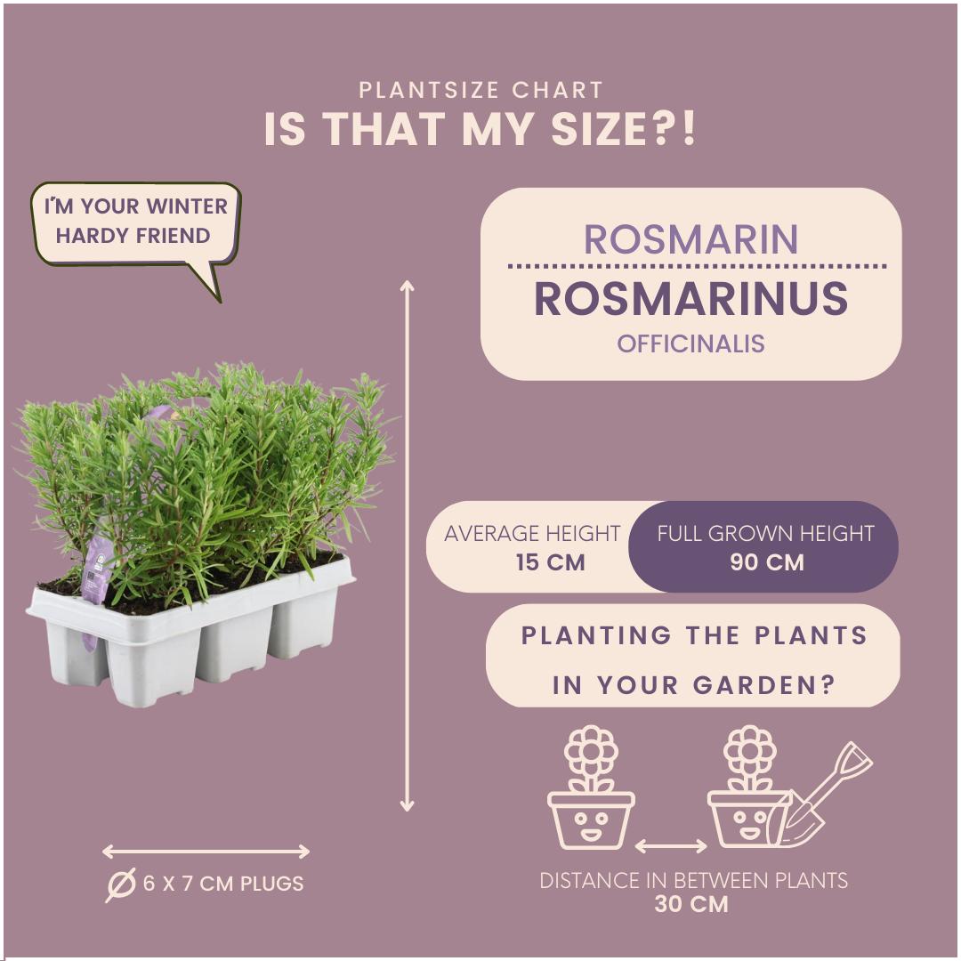 Rosmarinus officinalis | Rozemarijn | 20cm | P7