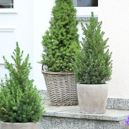 Picea Glauca Conica | Kleine kerstboom | 70cm | P19 | zonder pot