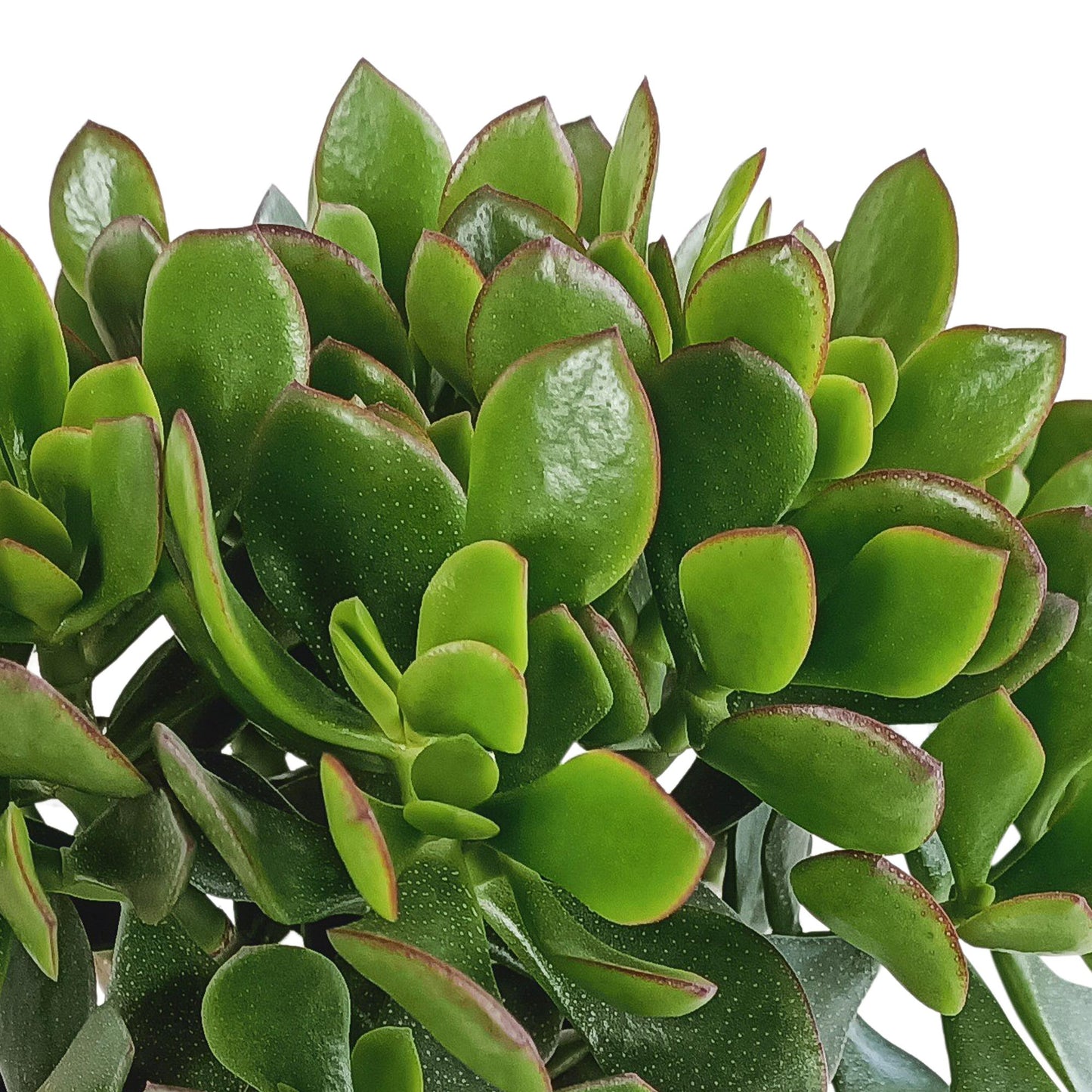 Crassula ovata minova | Minova Jadeplant | 30-40cm | P17 | zonder pot