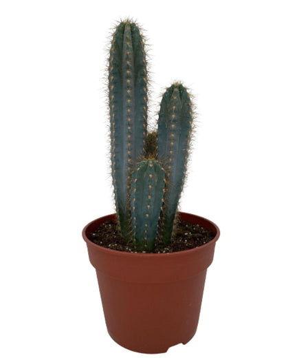 Pilosocereus Azerues | Blauwe kaarscactus | 30-40cm