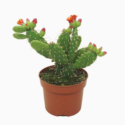 Cactus Opuntia quitensis | Quitocactus | 25-30cm | P12