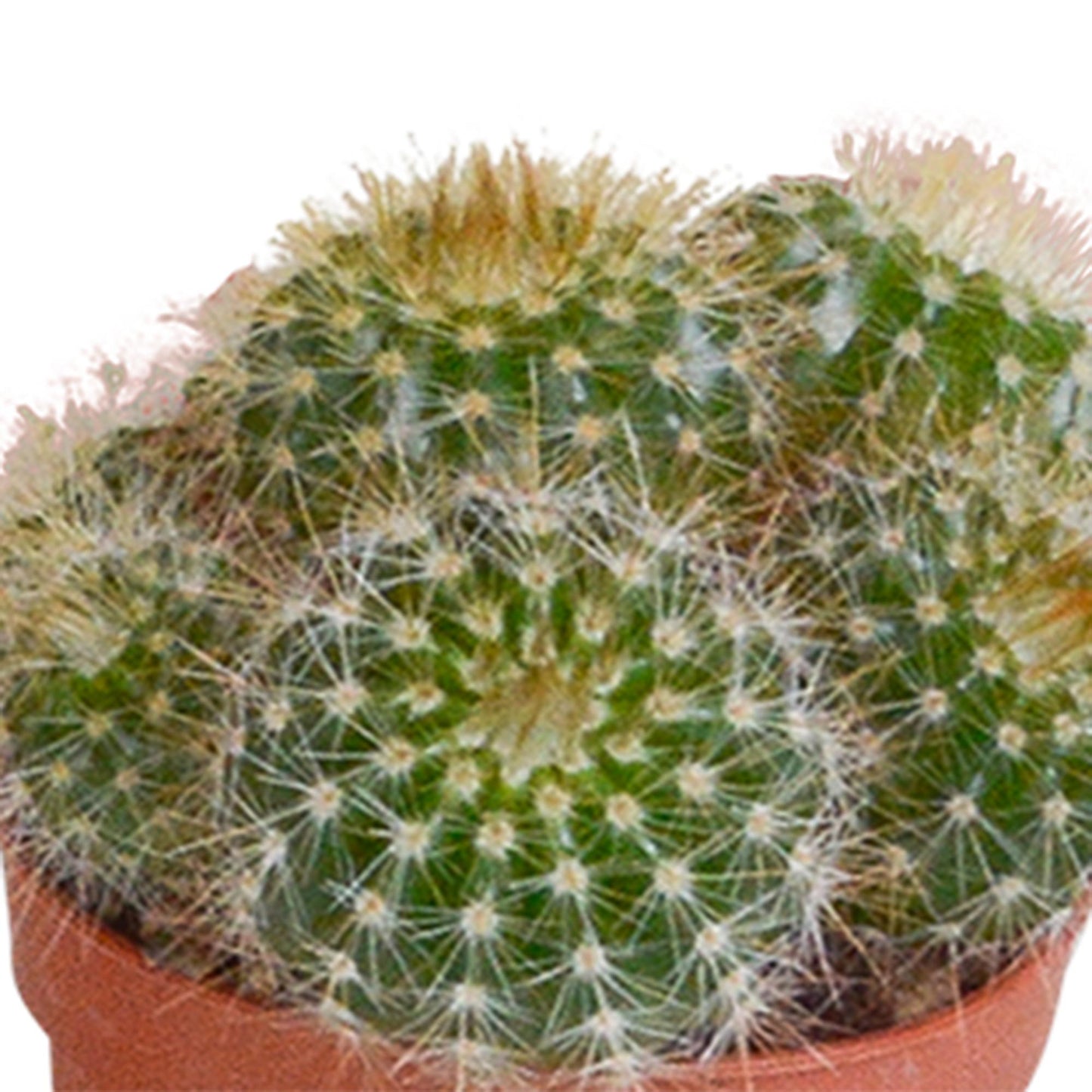 Cactus mix | verschillende soorten | 8-13cm | P5.5 | zonder pot