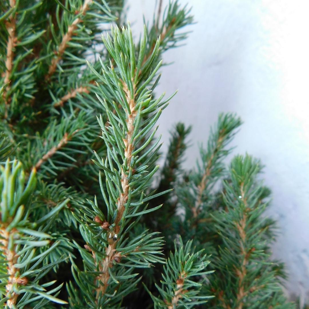 Picea Glauca Conica | Kleine kerstboom | 70cm | P19 | zonder pot