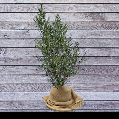 Olea-europaea bush | Olijf struik