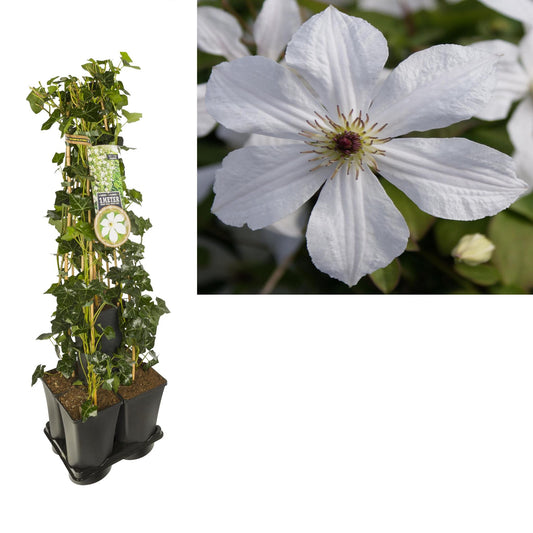 1 M. Privacy Mix Hedera + Clematis 'Forever Friends' PBR +label - Ø17cm - ↕90cm