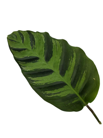 Calathea Greenstar | Pauwplant | 40cm | P12