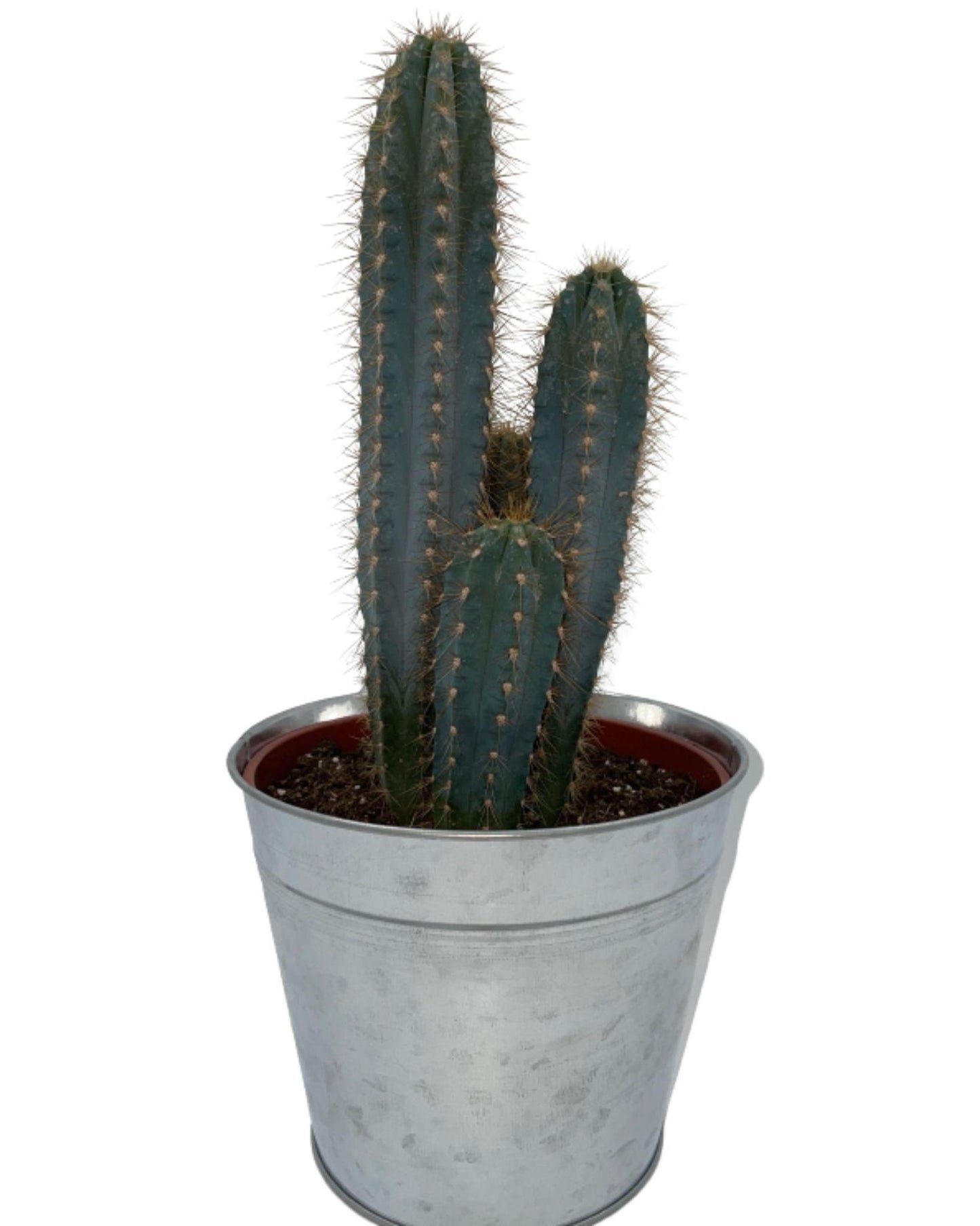 Pilosocereus Azerues | Blauwe kaarscactus | 30-40cm