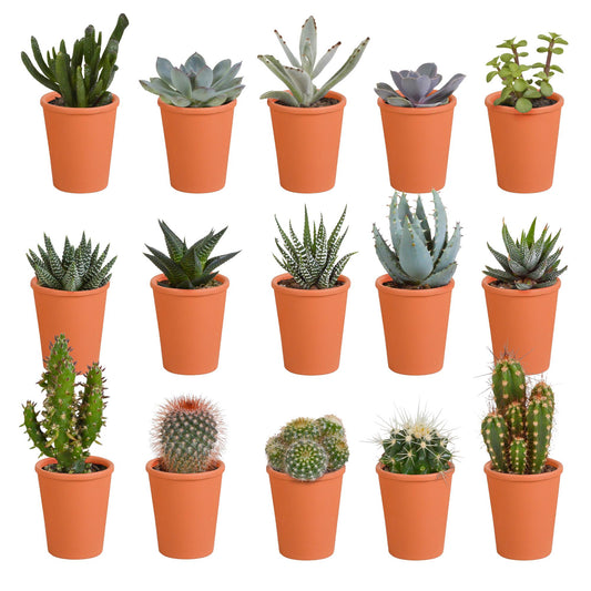 15x | Cactus en vetplanten mix  cm | 8-13cm | Terracotta pot