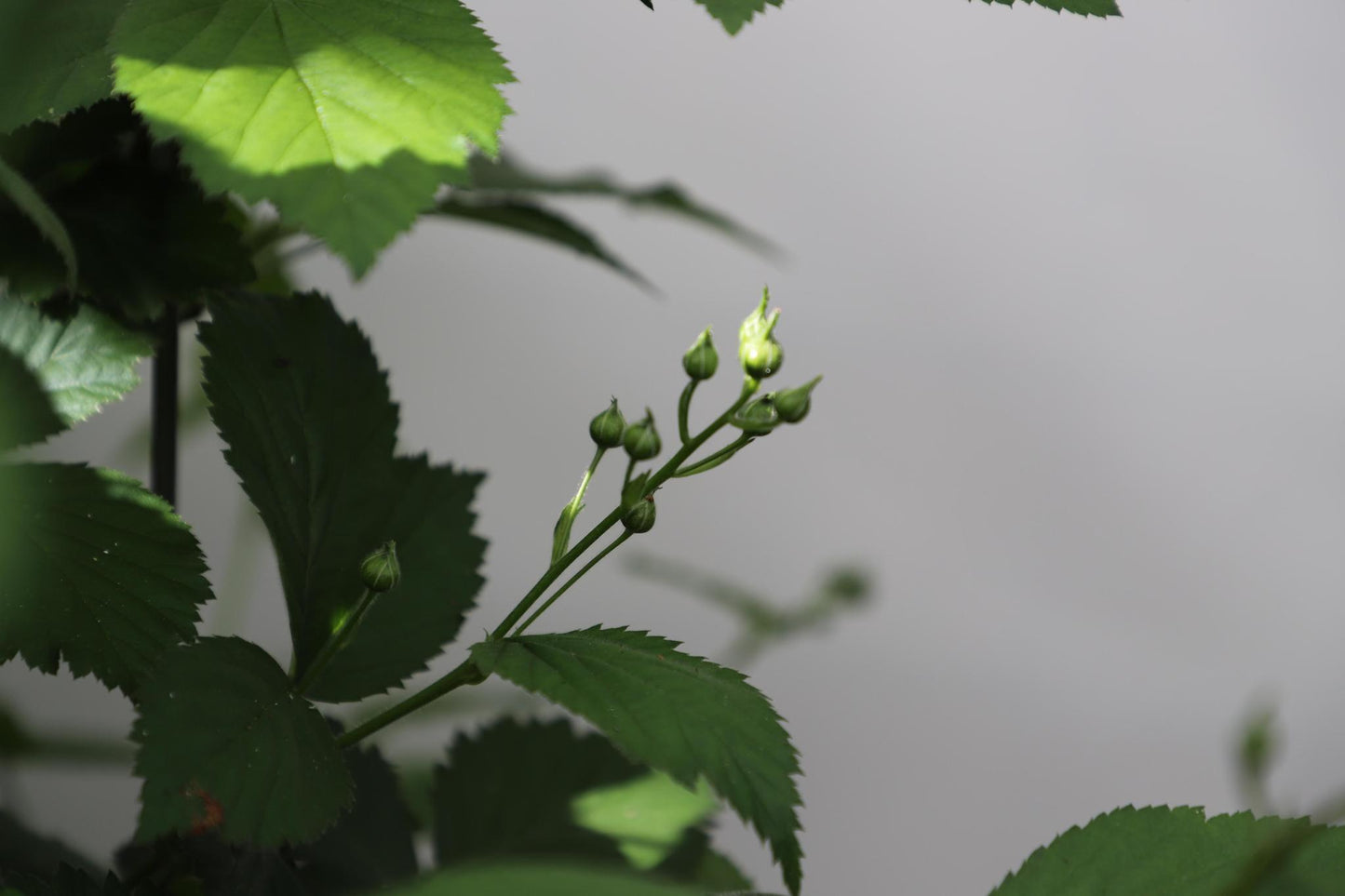 Rubus fruticosus 'Black Satin' | Zwarte braam | Kant-en-Klaar scherm | 120x180cm
