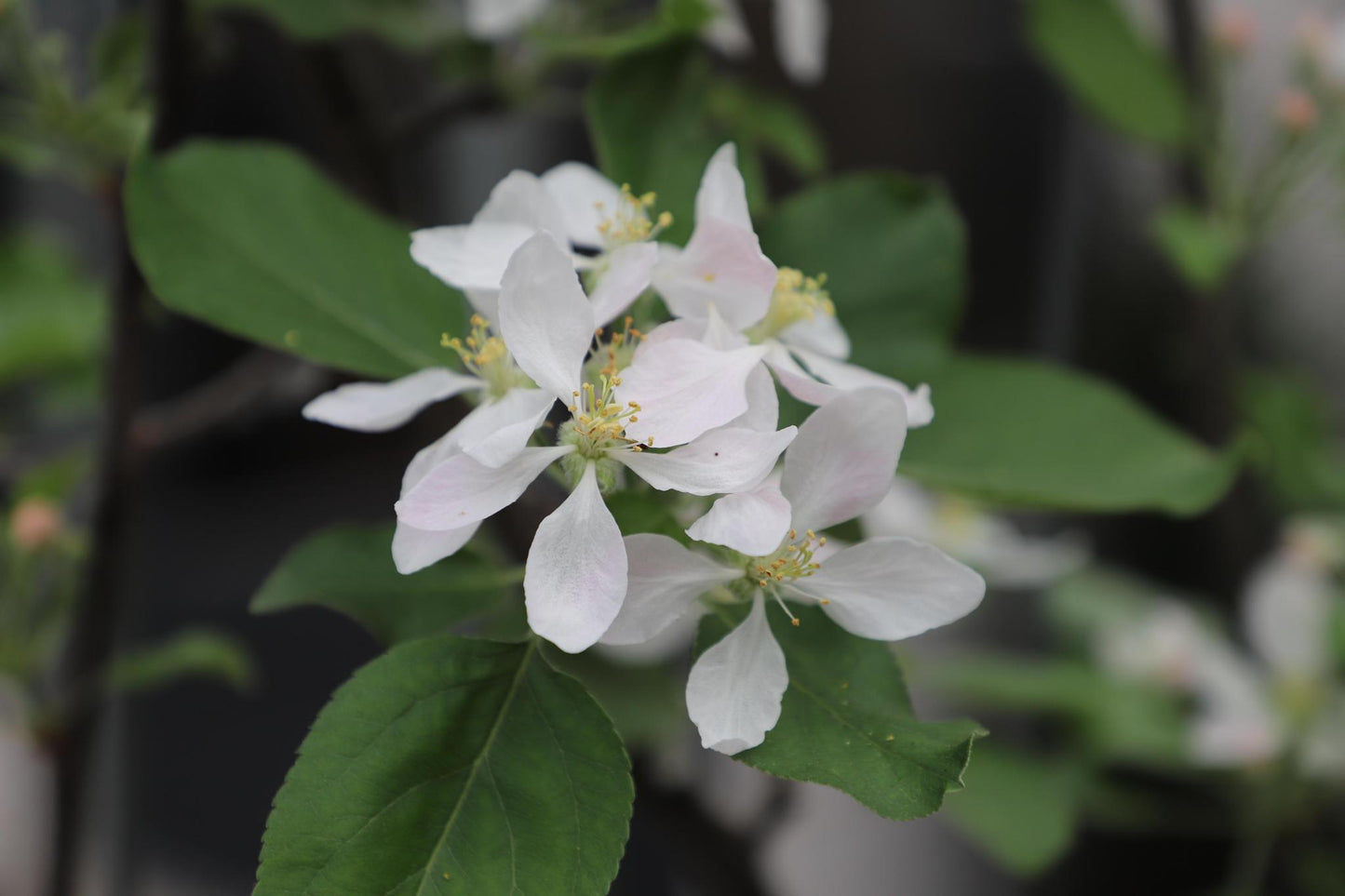 Malus domestica 'Duo-appel' | Paars roze appelboom | Kant-en-Klaar scherm | 120x180cm