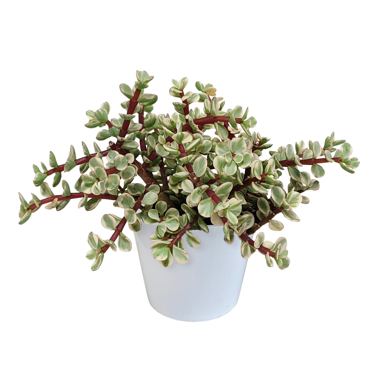 Portulacaria afra variegata | Bonte spekboom | 18-25cm | P10.5