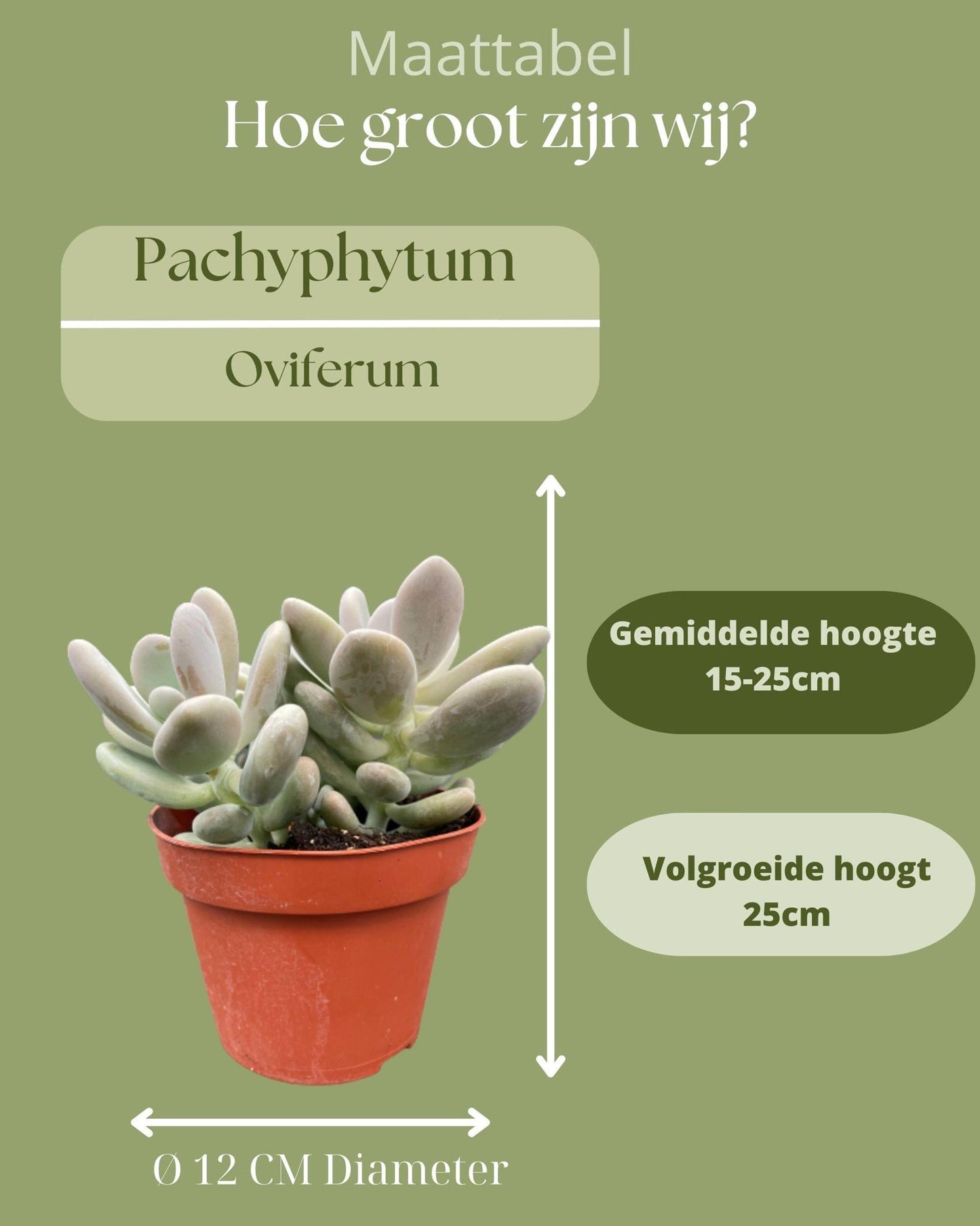 3x | Succulenten Pachyphytum Oviferum | Maansteenplant | 15-20cm
